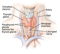 parathyroid glands